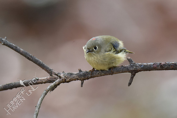 Ruby-crowned Kinglet 10-25-16