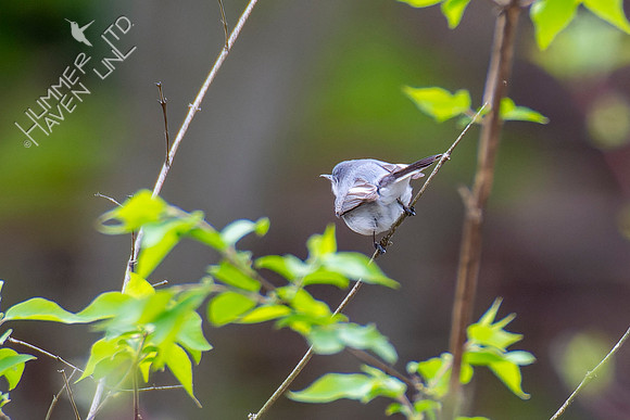 4-15-22 FOY #57 Blue-gray Gnatcatcher