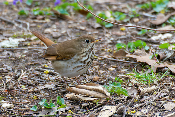 4-7-22 Hermit Thrush with pupa