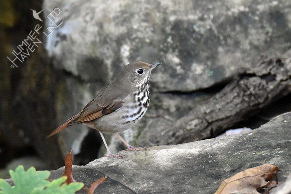 Hermit Thrush 10-23-16