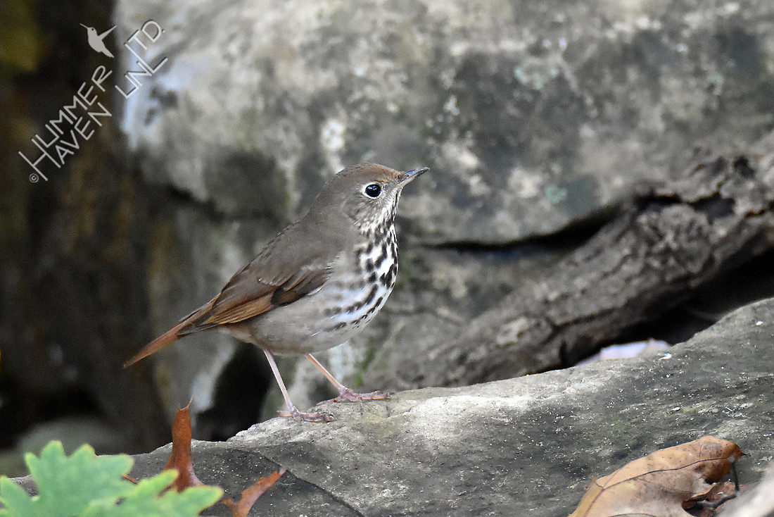 Hermit Thrush 10-23-16
