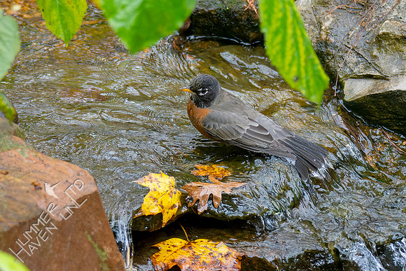 11-9-24 American Robin