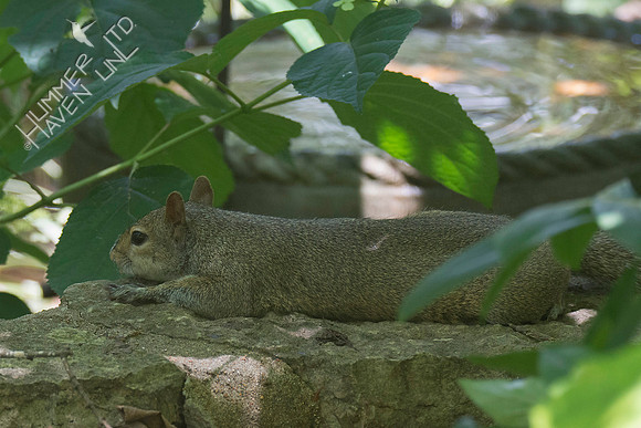 Eastern Gray Squirrel 7-10-18