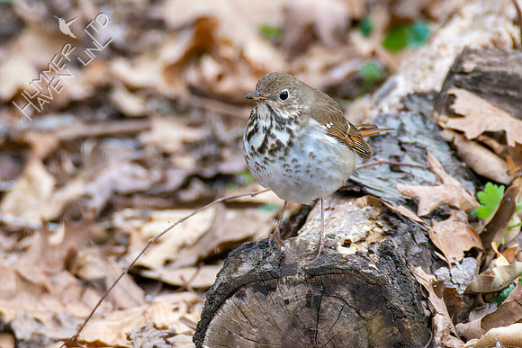 4-7-22 Hermit Thrush