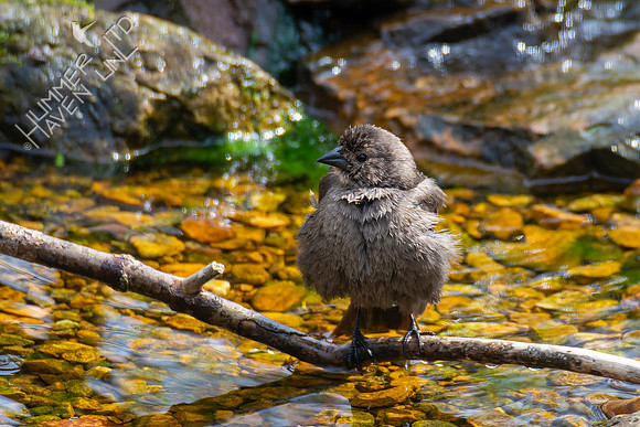 4-12-22 Brown-headed Cowbird female