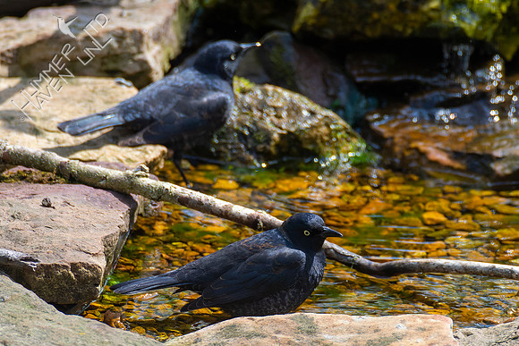 4-22-22 Rusty Blackbirds, 2 of 50, late!
