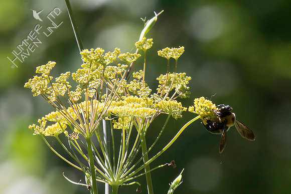 Bumblebee on Bronze Fennel  7-23-18