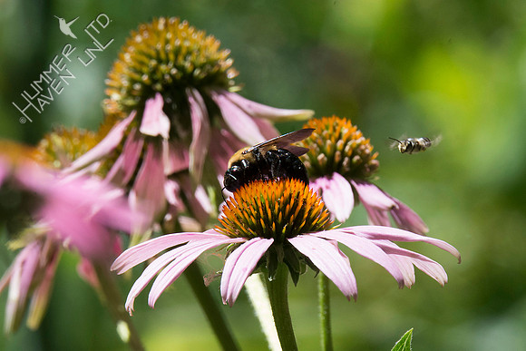 Bumblebee on Purple Coneflower  7-23-18