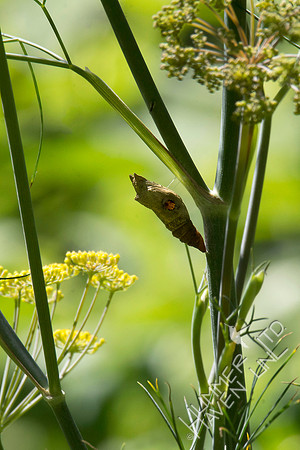 Eastern Black Swallowtail chrysalis on Bronze Fennel  7-23-18