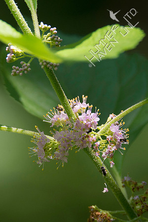 Pollinators on American Beautyberry 7-23-18