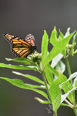 Monarch laying eggs on Marsh Milkweed (Asclepias incarnata) 7-28-18