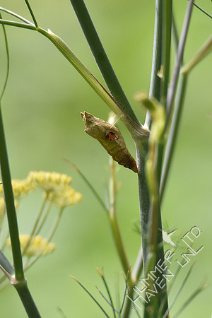 E. Black Swallowtail chrysalis  7-28-18