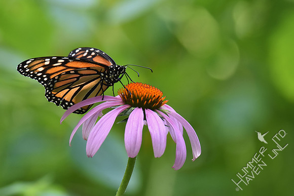 Monarch on Purple Coneflower 7-27-18