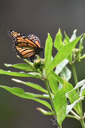 Monarch laying eggs on Marsh Milkweed (Asclepias incarnata) 7-28-18