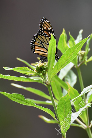 Monarch laying eggs on Marsh Milkweed (Asclepias incarnata) 7-28-18