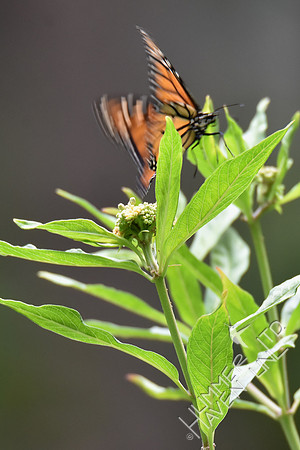 Monarch laying eggs on Marsh Milkweed (Asclepias incarnata) 7-28-18