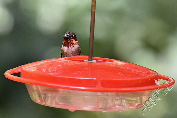 Ruby-throated Hummingbird 7-30-18