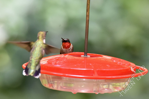 Ruby-throated Hummingbirds 7-30-18