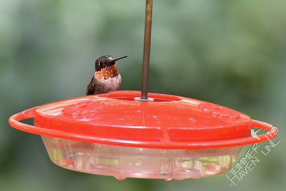 Ruby-throated Hummingbird 7-30-18