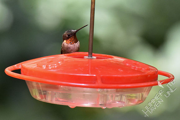 Ruby-throated Hummingbird 7-30-18