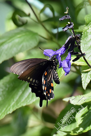 Spicebush Swallowtail female 7-30-18