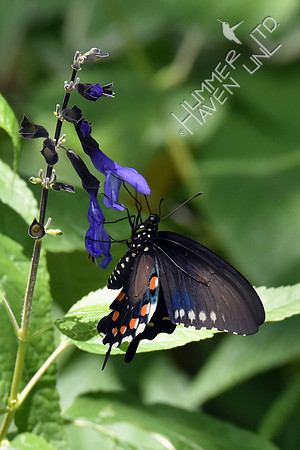 Spicebush Swallowtail female 7-30-18