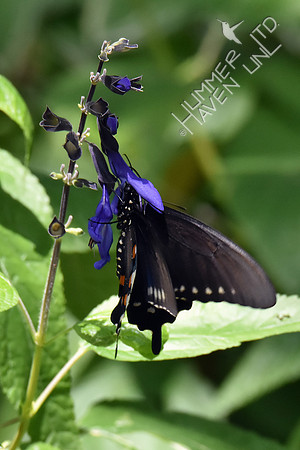 Spicebush Swallowtail female 7-30-18