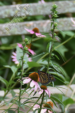 Monarch female 7-30-18