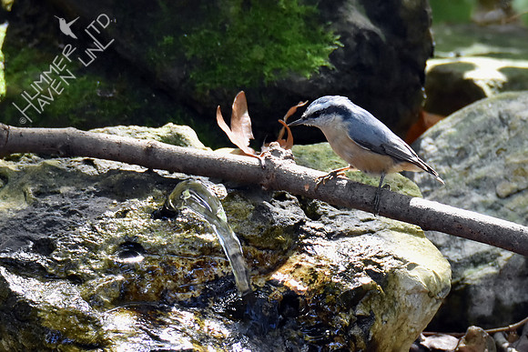 Red-breasted Nuthatch 10-9-16