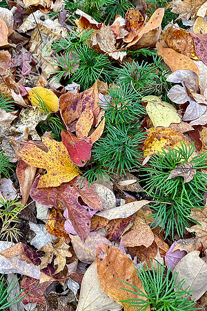 10-30-24 Fan Clubmoss Maple Sassafras leaves