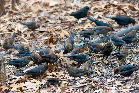 1-28-22 25 Rusty Blackbirds