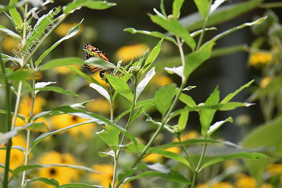Monarch laying eggs 7-28-18