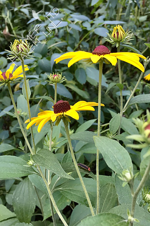 Lightning Bug resting in Sweet Coneflower 7-28-18
