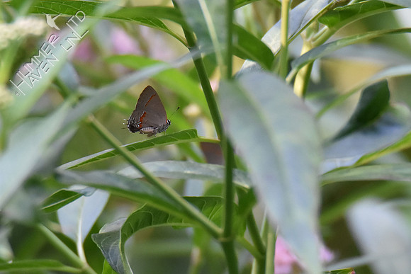 Red- banded Hairstreak - rare 8-4-18