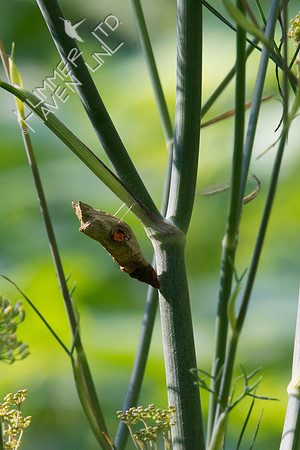 E. Black Swallowtail chrysalis  8-4-18