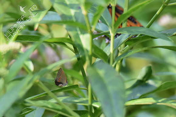 Red- banded Hairstreak -rare, and Monarch 8-4-18