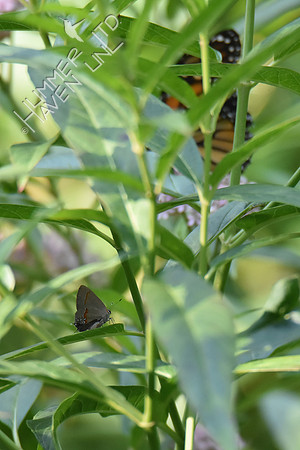 Red- banded Hairstreak- rare, and Monarch 8-4-18