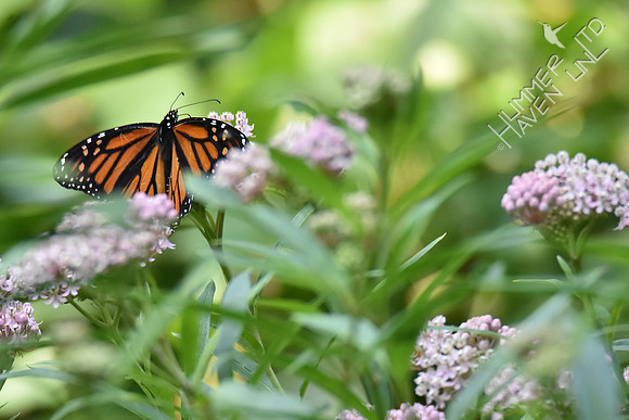Monarch on Marsh Milkweed (Asclepias tuberosa) 8-4-18