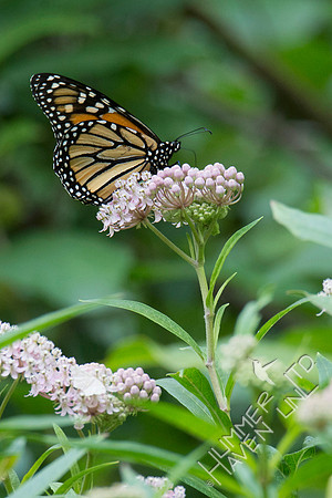 Monarch on Marsh Milkweed (Asclepias tuberosa) 8-4-18