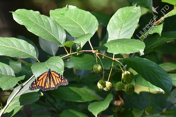 Monarch resting on Buttonbush (Cephalanthus occidentalis) 8-4-18