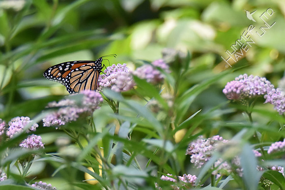 Monarch on Marsh Milkweed (Asclepias tuberosa) 8-4-18