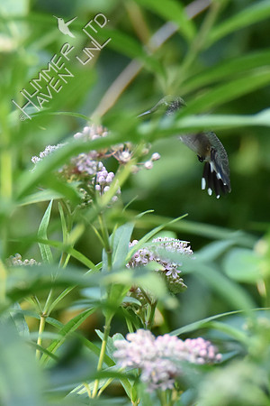 Ruby-throated Hummingbird in Marsh Milkweed patch 8-4-18