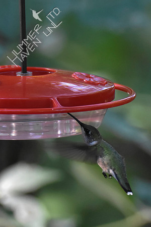 Confused juvenile Ruby-throated Hummingbird 8-5-18
