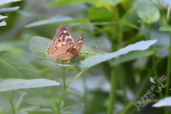 Hackberry Emperor female 8-5-18