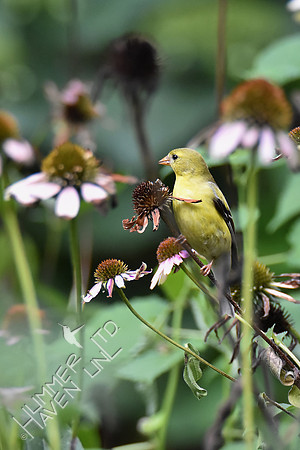 American Goldfinch on Purple Coneflower (Echinacea purpurea) 8-5-18