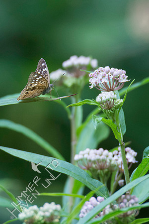 Hackberry Emperor female 8-5-18