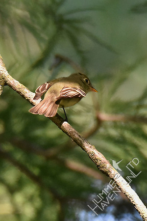 Acadian Flycatcher 8-5-18