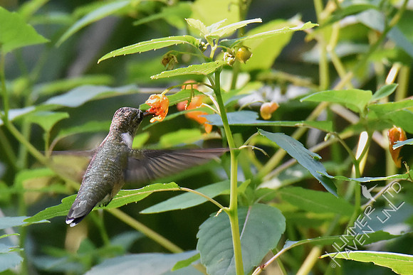 Ruby-throated Hummingbird at Jewelweed (Impatiens capensis) 8-5-18