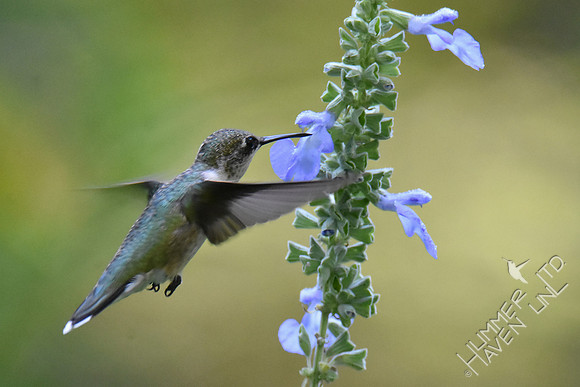 Ruby-throated Hummingbird at Azure Sage (Salvia azurea) 8-5-18