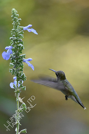 Ruby-throated Hummingbird at Azure Sage (Salvia azurea) 8-5-18